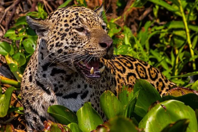 Filme sobre onças do Pantanal de MT com narração de Fernanda Torres concorre ao “Oscar da natureza”