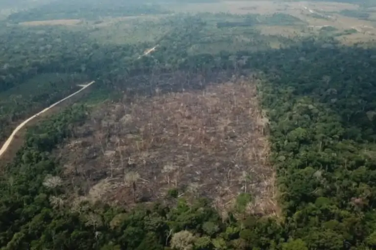 Amazônia registra menor desmatamento em 38 anos, mas Mato Grosso segue entre os líderes